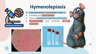 Hymenolepis nana [upl. by Ahsemak775]