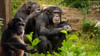 Chimpanzee Social Behavior Communication Sharing and Cooperation [upl. by Zetes]