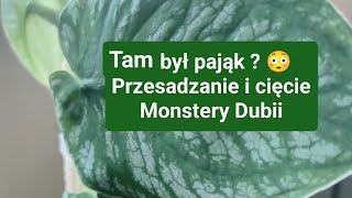 Strach przed pająkiem 😳 cięcie  przesadzanie i prowadzenie po desce Monstery Dubii [upl. by Herwig]