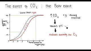 Haemoglobin oxygen dissociation curve Bohr effect adaptations  A Level Biology [upl. by Yelha48]