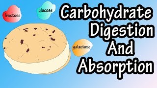 Carbohydrate Digestion And Absorption  Carbohydrate Metabolism [upl. by Theis]