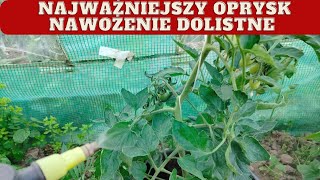 Jak uzupełnić niedobory wapnia w pomidorach zapobieganie suchej zgniliźnie wierzcholkowej [upl. by Arzed]