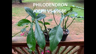 Philodendron Joepii vs 69686 [upl. by Pilar162]