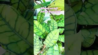 Hoya leaf lack luster  discoloration hoyacaretips tipsandtricks [upl. by Bundy]