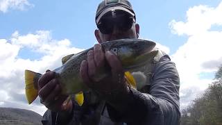 SPRING FLY FISHINGHITTING THE HENDRICKSON HATCH with Chris Walklet [upl. by Ambrosine]