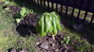 Successfully Transplanted A Mayapple  Podophyllum peltatum [upl. by Aurilia]