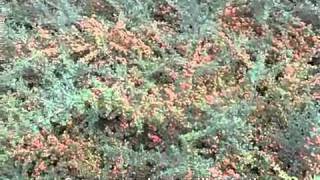 Cotoneaster dammeri Lowfast  Lowfast Bearberry Cotoneaster [upl. by Camila]