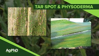 Tar Spot amp Physoderma 1083 Air Date 1619 [upl. by Derian]