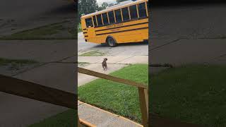 Adorable Puppy Welcomes Kid Home From School [upl. by Rashida]