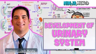 Embryology  Development of the Urinary System [upl. by Libyc233]