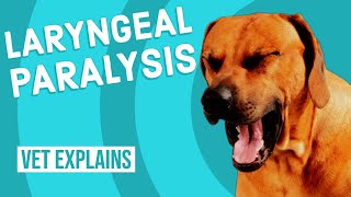 Laryngeal Paralysis in Dogs [upl. by Brenna]