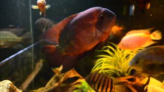 Temporalis  Chocolate Cichlid and Psicattus  True Parrot [upl. by Neelhtakyram]