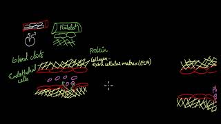 Coagulation Cascade  Transportation and Circulation  Life Science  Khan Academy [upl. by Dorreg97]