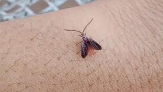 Fly paralyzed by spider bite viral trending discovery bbcearth animalogic wildlife free [upl. by Garlaand]