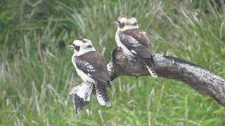 A couple of kookaburras at the beach early in the morning [upl. by Orabel]