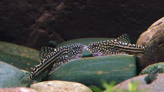 An Epic Battle Between Two Hillstream Loaches [upl. by Leiva]