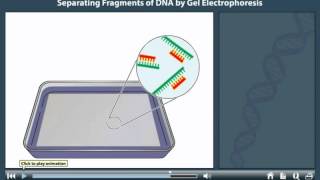 Gel electrophoresis animation [upl. by Nooj]