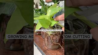 How to grow pothos from cutting  pothos varieties  mixed pothos  money plant water propagation [upl. by Melac]