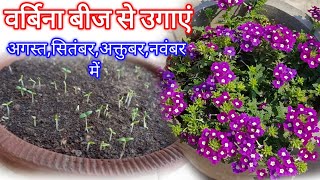 Verbena Flower Seeds How To Grow  Verbena Seeds Germination [upl. by Suoirtemed428]