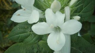 JHINTIDecember Poo flowerBarleria cristatawhite flower [upl. by Nimzzaj]