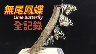 【山林蟲坊】都會中的花仙子無尾鳳蝶飼養記  Lime Butterfly Papilio demoleus The Flower Fairy in the City [upl. by Dawn]