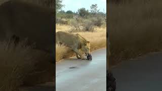 A Wild Dog Pup’s Unfortunate Encounter with Lions [upl. by Corie]