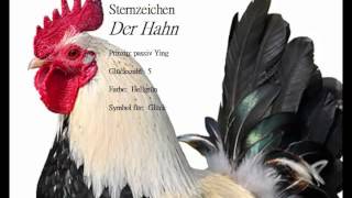 Chinesisches Sternzeichen der Hahn und seine Eigenschaften Zielgerichtet und voller Selbstvertrauen [upl. by Hamlet215]