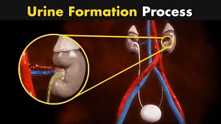 Process of Urine Formation  Nephron Function 3D Animation [upl. by Aylat]