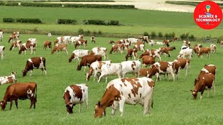 WONDERFUL AYRSHIRE AND SHORTHORN COW DAIRY FARM MODERN TECHNOLOGY CATTLE FARMING COW DAIRY FARMING [upl. by Eikcir]