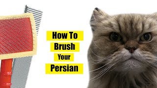 How To Brush Persian Cat [upl. by Enilauqcaj328]