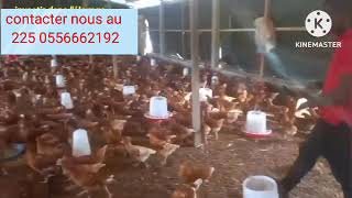 élevage de poule pondeuse en côte divoire [upl. by Okimuk227]