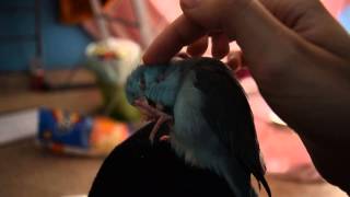 The most aggressive parrotlet [upl. by Beffrey606]