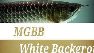 Malaysian Golden Arowana  MGBB  Malaysian Golden Blue Base Arowana  White Background  7 Months [upl. by Sosthina]