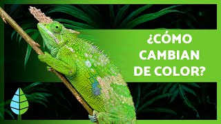 ¿Por qué los CAMALEONES CAMBIAN de COLOR 🦎 ¿Cómo lo hacen [upl. by Hickie]