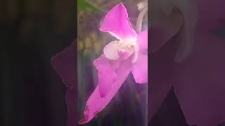 Laelia Autumnalis [upl. by Ateuqal902]