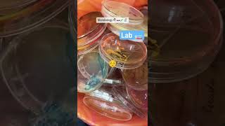 Microbiology 👩🏻‍🔬🔬👀 microbiology lab viralvideo shortvideo Lab Technician 🥼🧪 [upl. by Anidnamra]