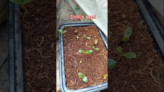 Dahlia seed germination dahlias villagegarden gardening ytshorts nature shortvideo shorts [upl. by Broida]