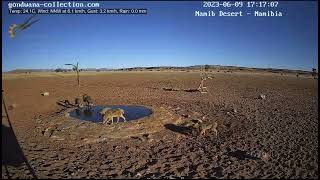 Bat eared foxes disturb blackbacked jackals [upl. by Iret]