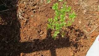 The Basics to Planting Blueberries Acidify the Soil with Peat Moss  The Rusted Garden 2013 [upl. by Talbot607]