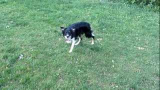 The intense focus of a border collie [upl. by Enert]