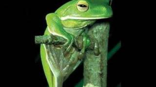 Frogs dont lie [upl. by Mukerji]