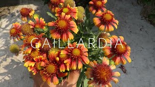 Gaillardia Flower  Blanket Flower Gaillardia Plant Care [upl. by Ynettirb]