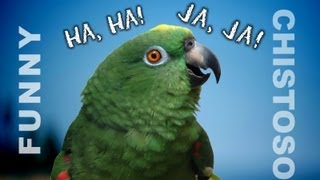 Funny Parrots Laughing  A must watch if you want to laugh [upl. by Eissac]