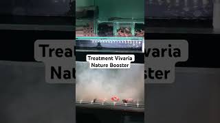 Treatment Vivaria Nature Booster 🔥ikan goldfish ikanhiasaquarium hobbyikanhias [upl. by Hanad]