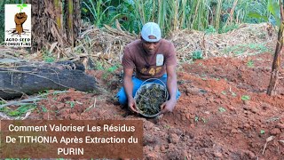 Voici Comment Valoriser Efficacement Les Résidus De TITHONIA Après Extraction du PURIN [upl. by Xirdnek]