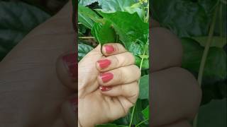 How to grow red hibiscus flower beautyful flower viral shorts 🌺🌺 [upl. by Kinsman]