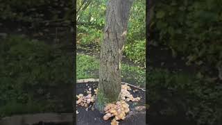 Jack O Lantern mushroom on the tree [upl. by Amirak542]