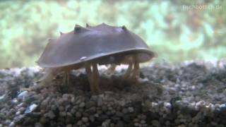 HD 100m Sprint of a Horseshoe crab  Pfeilschwanzkrebs  Aquazoo 2552 [upl. by Alexina]