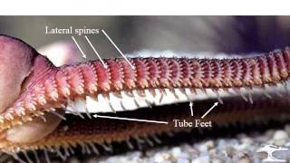 Echinoderms 3 crinoids ophiuroids [upl. by Inaflahk]