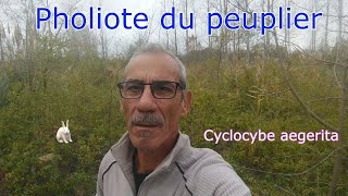 CHAMPIGNONS COMESTIBLES du 34  quot2quot Pholiotes du peuplier Cyclocybe aegerita [upl. by Bowler673]